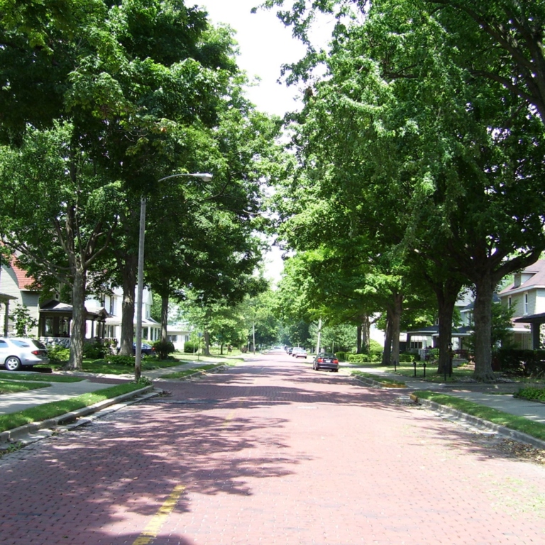 A tree canopy over a residential area