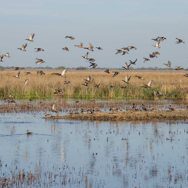 Geese flying over a wetland