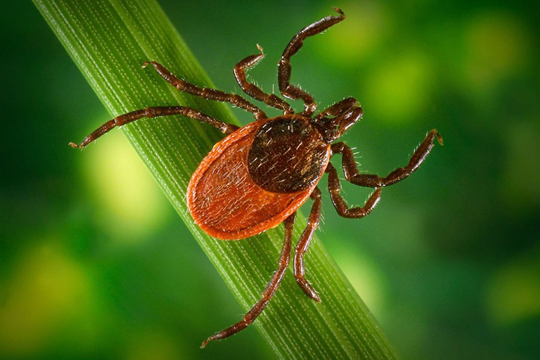 a tick on a blade of grass