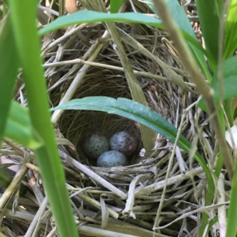 song sparrow eggs in a nest