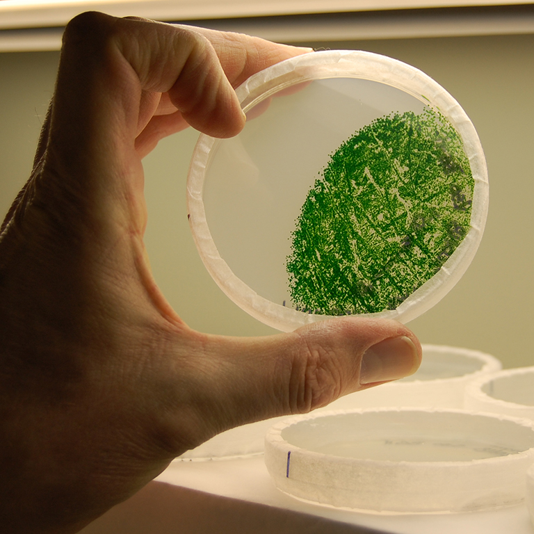 a petri dish being held up where half of it is covered in green cyanobacteria 