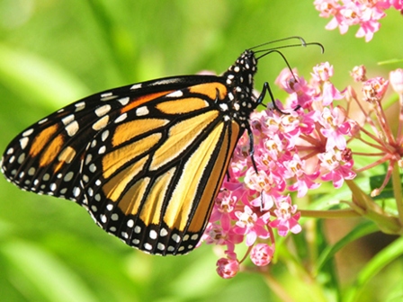 Jennings County, Indiana Creates 600 New Pollinator Habitat Locations