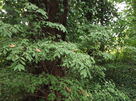 Knox County, Indiana Bans the Distribution of 64 Invasive Plants