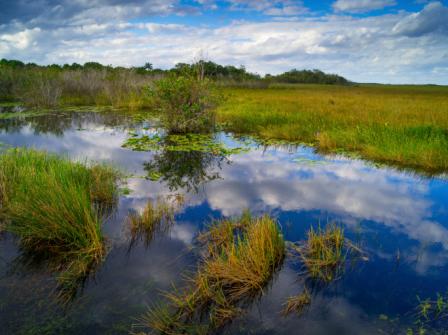 a marsh that has been flooded