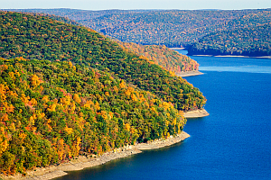 A forest bordering a lake in the fall