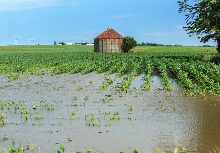 water flooding a crop field