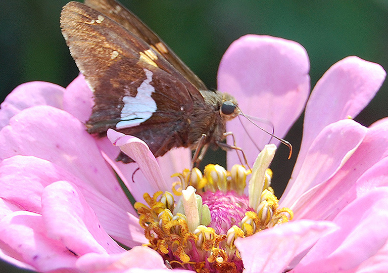 a butterfly pollinating a purple flower