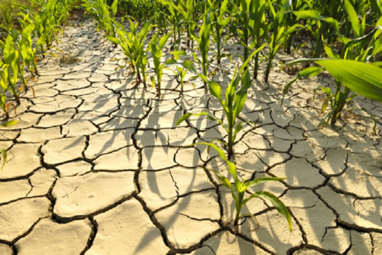 A crop field with dried-up and cracked soil