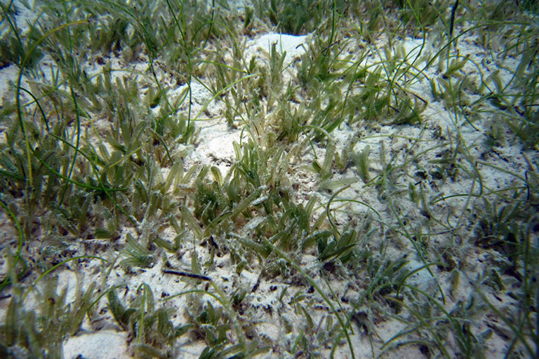 grass in the sand underwater