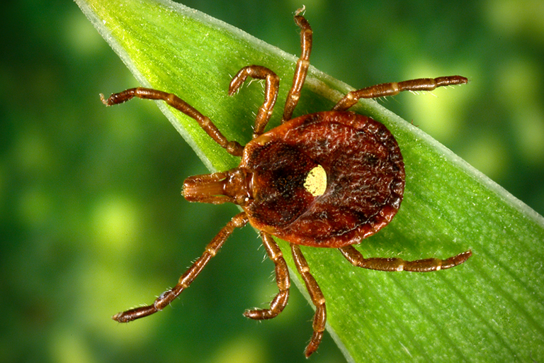 lone-star tick on a blade of grass