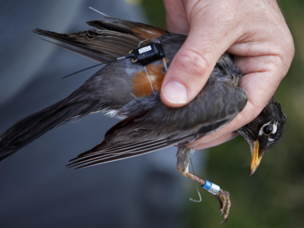 American Robin Oklahoma Department of Wildlife Conservation