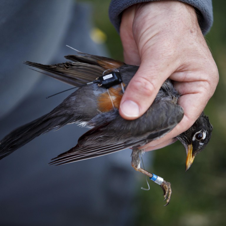A bird with a GPS tracker on its back