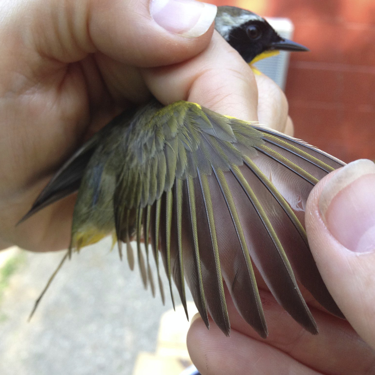 Taking a wing measurement of a bird