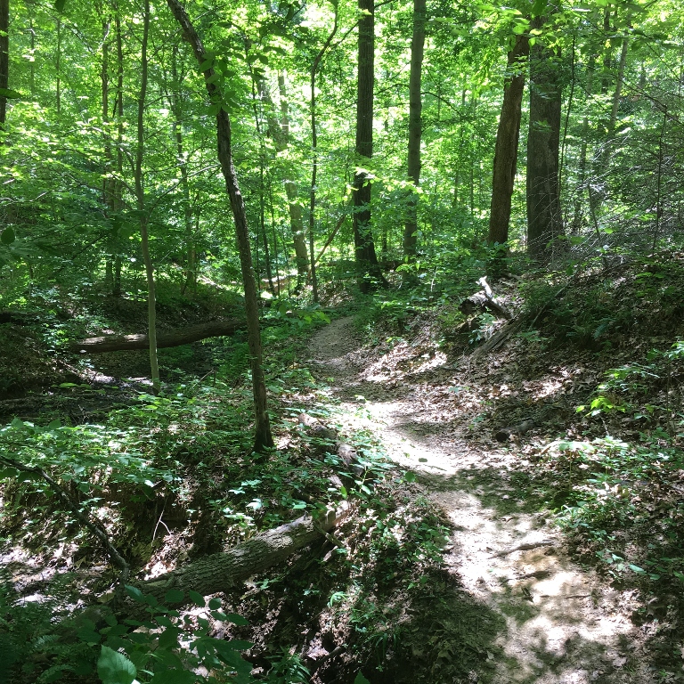 A trail in the Morgan-Monroe forest