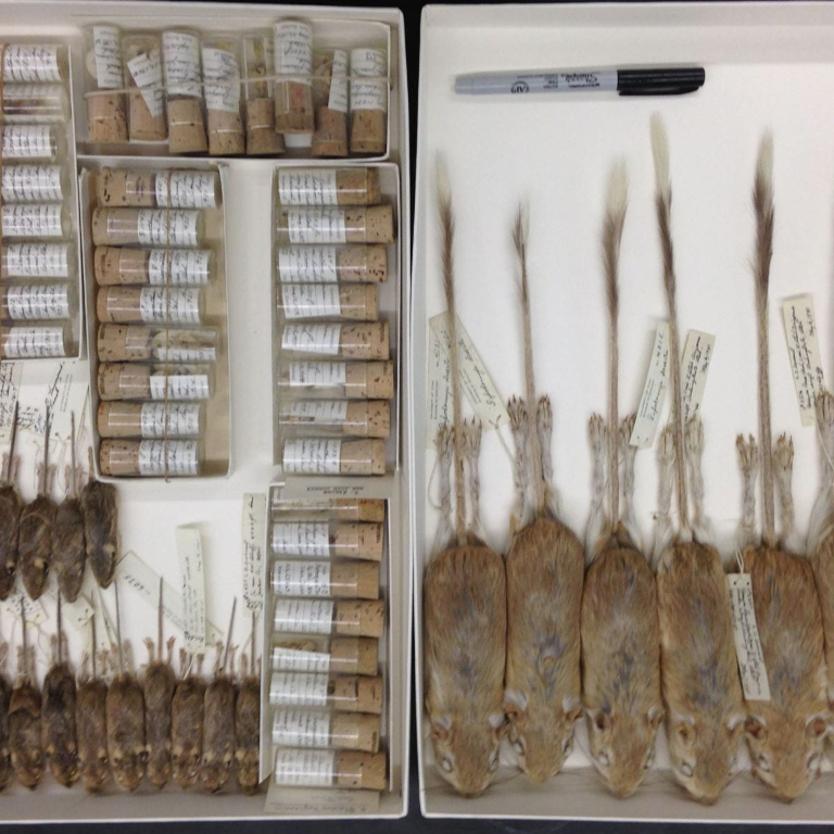 Mouse specimens and samples in a display box