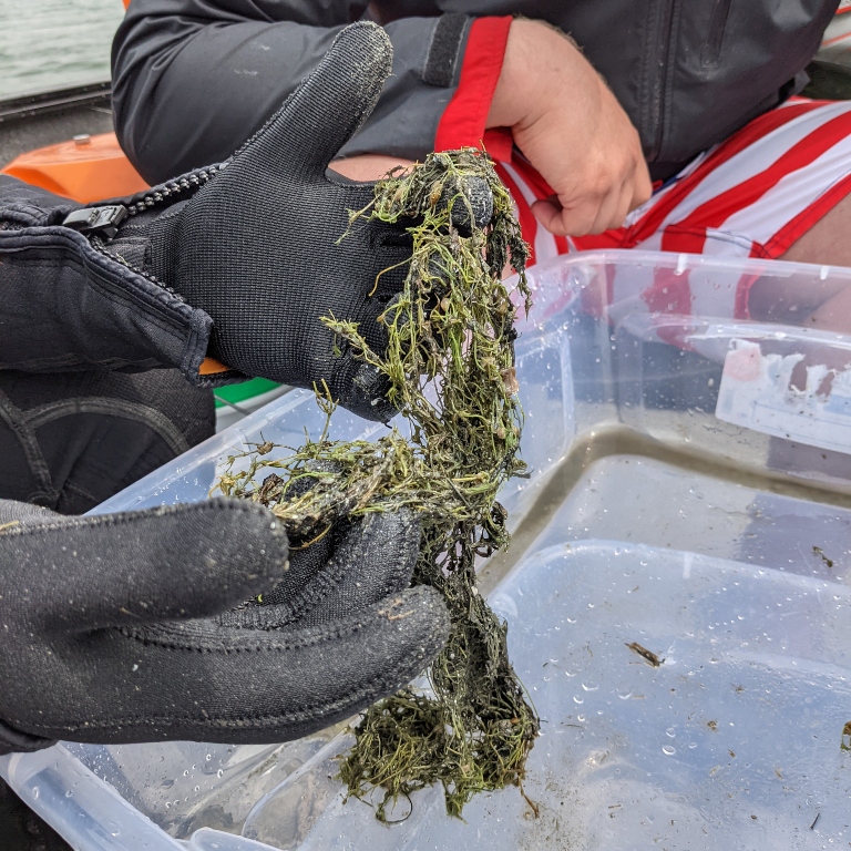 A researcher holding starry stonewort