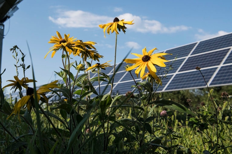 Black-eyed Susans growing around a solar array